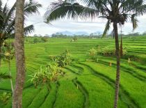 Villa Condense, View to Rice Fields